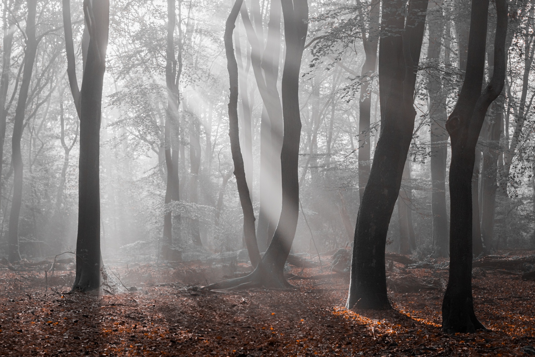 EC696A42 580D 40CC 8830 70164DF63687