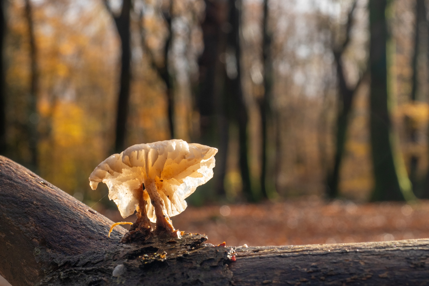 F156C76D D0DB 4B6A B7D4 C3B8D6591051