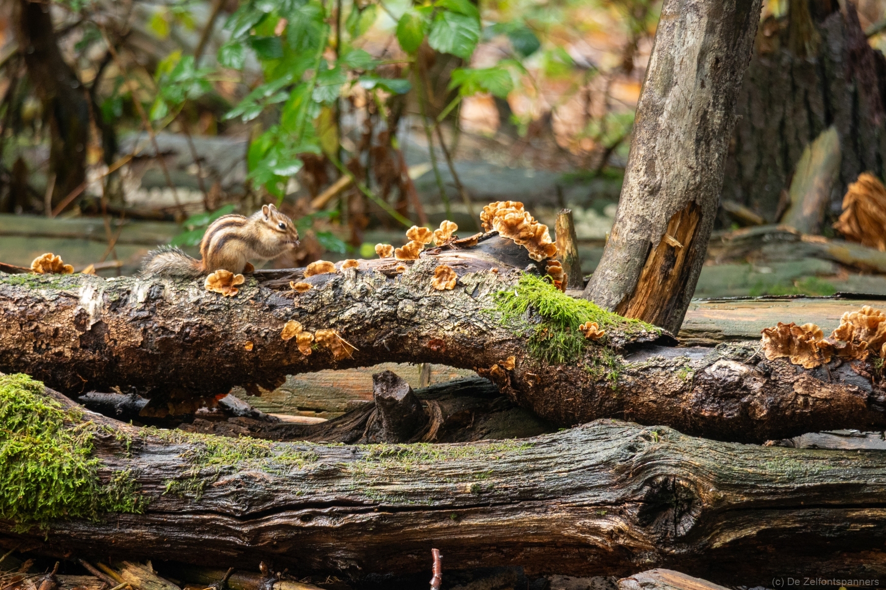 F92AECC2 1B3F 4BF8 B1D8 58F85FCB6BCF