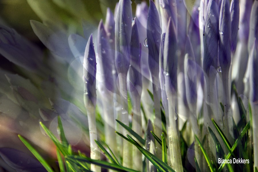 Foto afdrukken Bianca Dekkers Custom