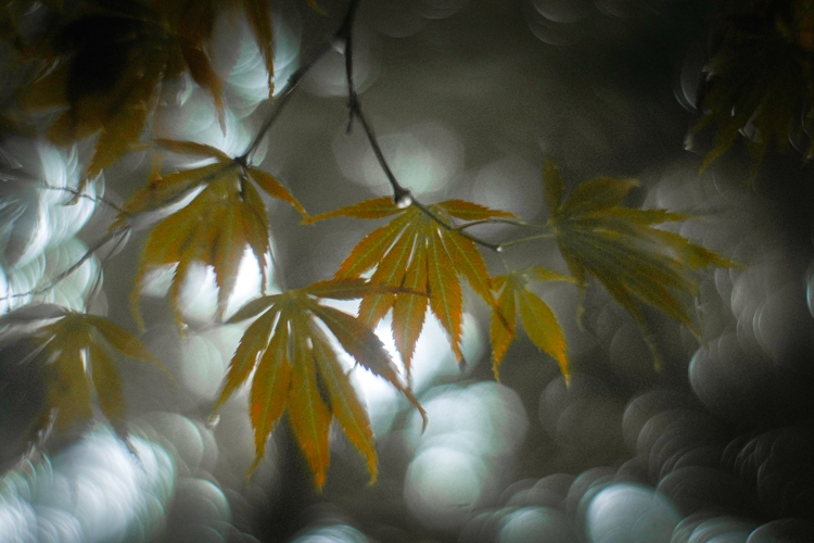 Belmonte Arboretum 2025.1