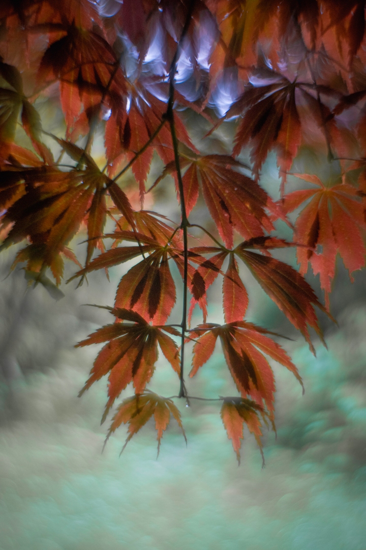 Belmonte Arboretum 2025.2