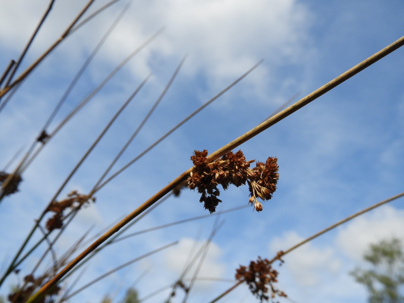 Historische foto van De Zelfontspanners