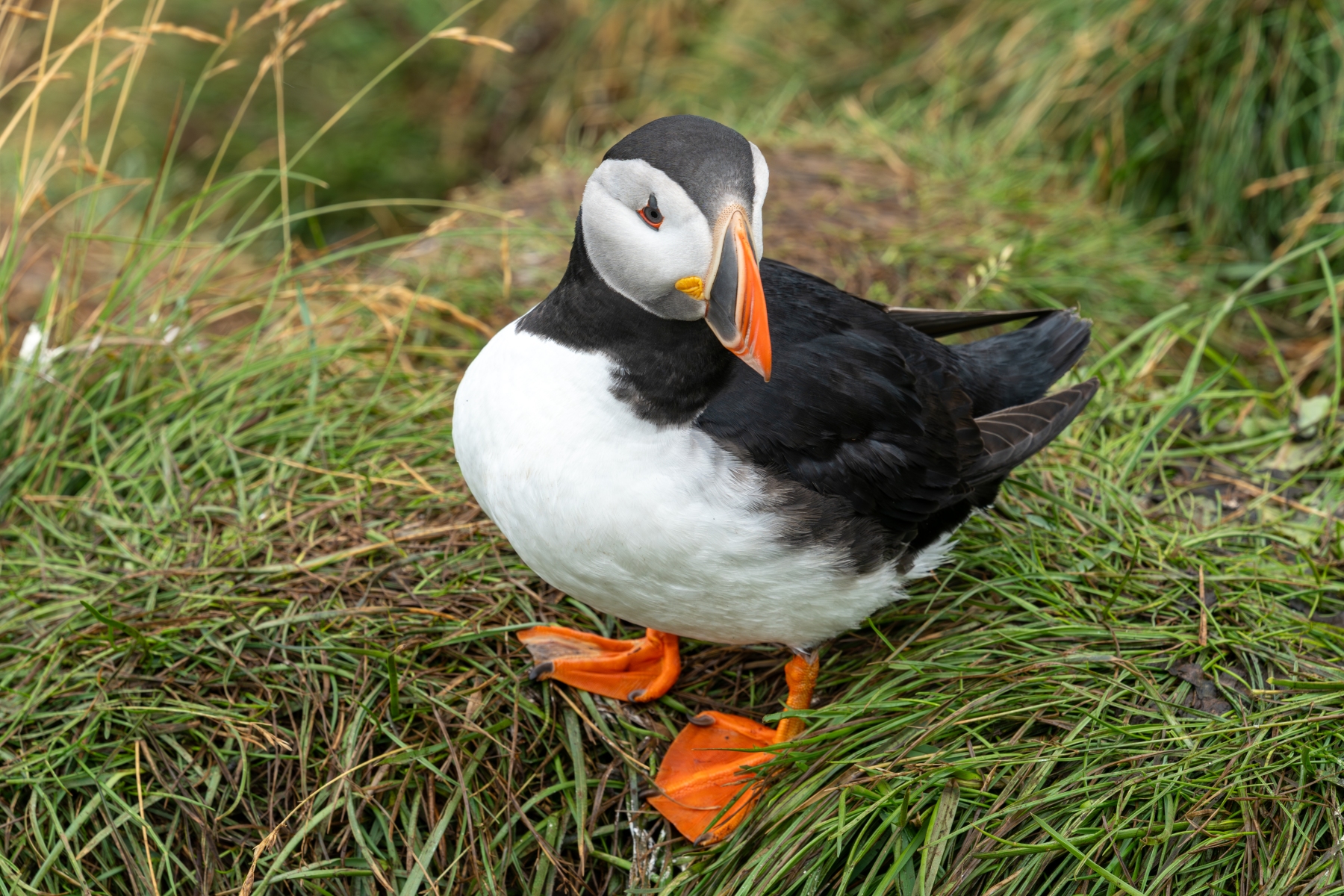 DSC01516 Verbeterd NR