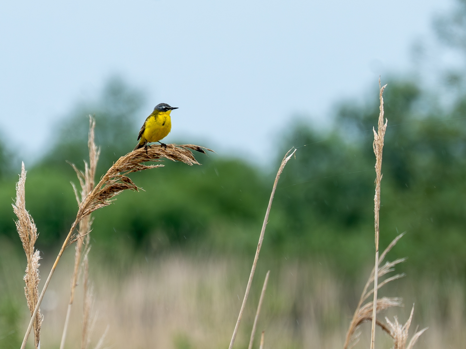 DSC03641 Verbeterd NR