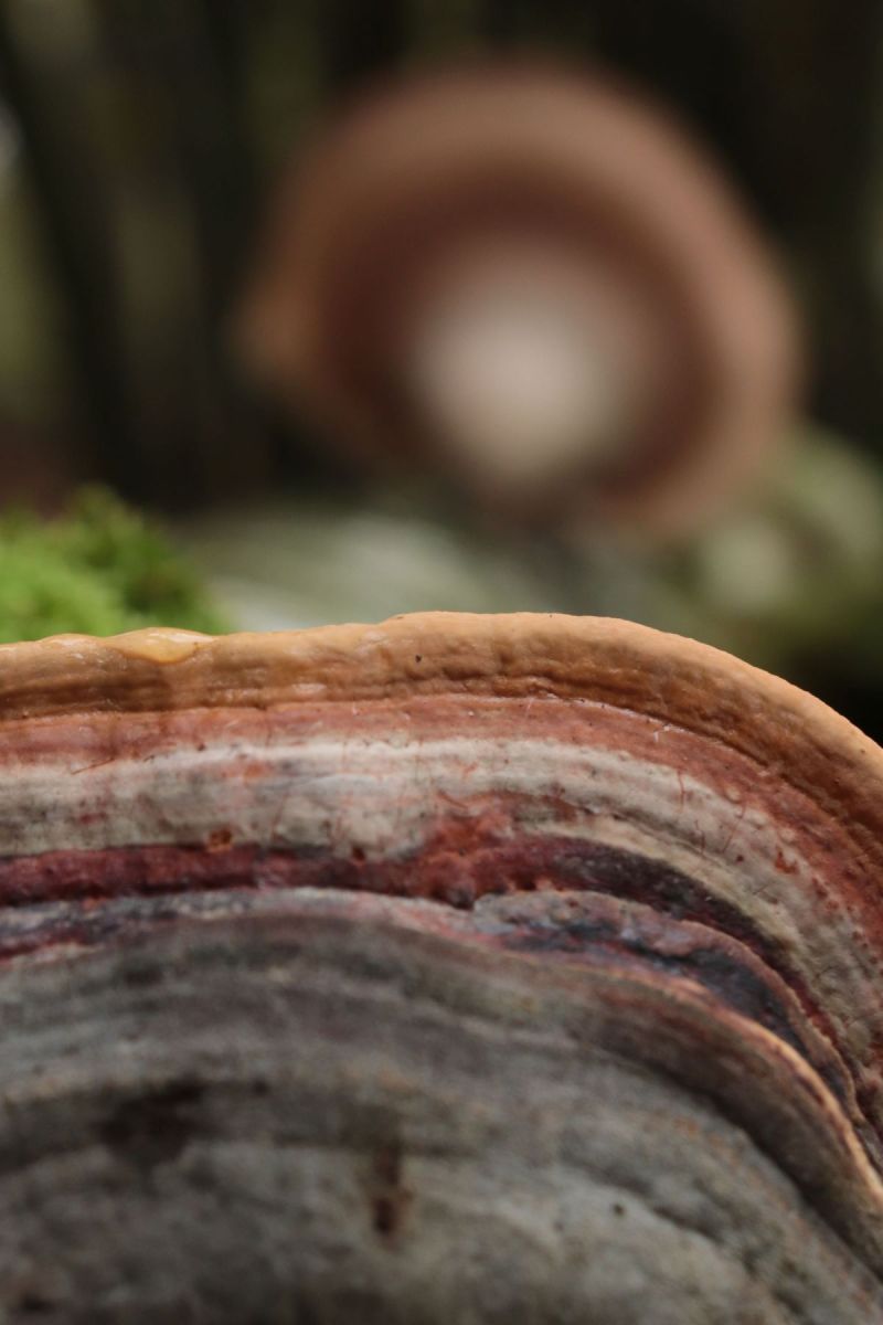 Op Achtergrond Berkenzwam