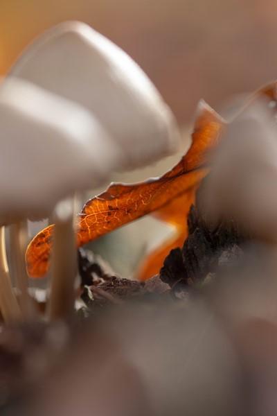 20181118 IMG 0460 Kopie