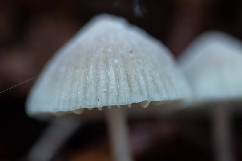 20181118 img 0409 kopie