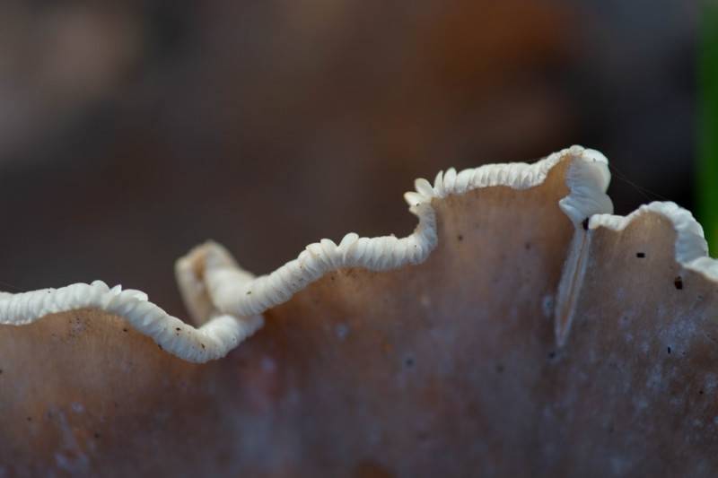 20181118 img 0475 kopie