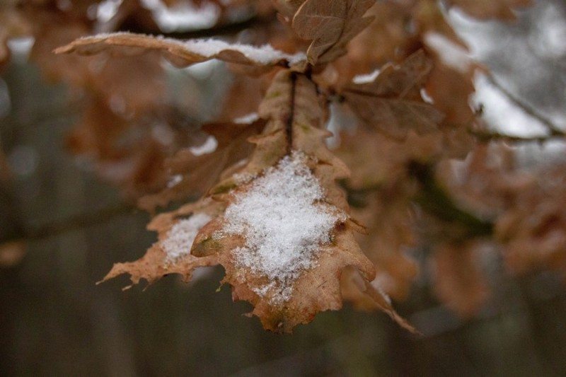 20181216 IMG 0004 Kopie