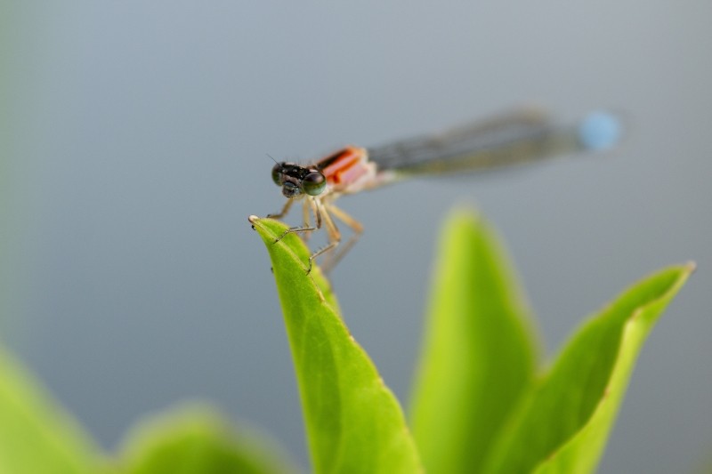 8B519E05 A1F5 45BD ADE0 877C5B2D5FE6