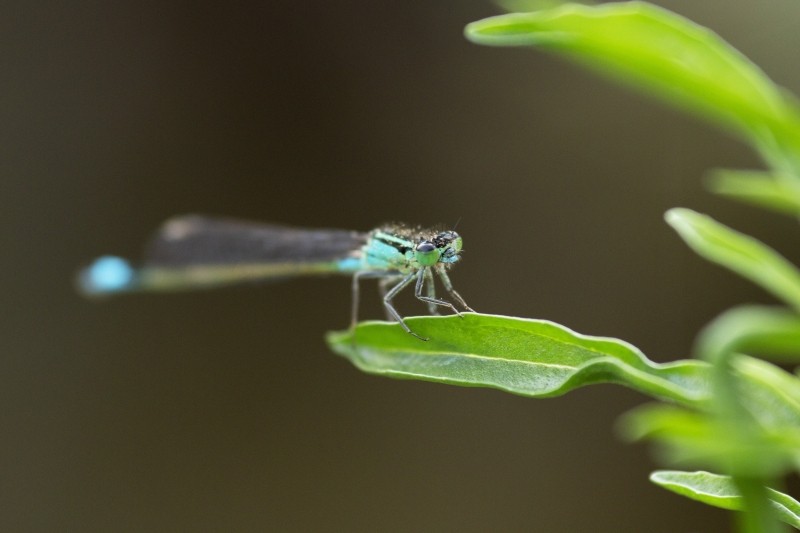 994D9007 A859 42D3 A93F 76ECA78E75F0