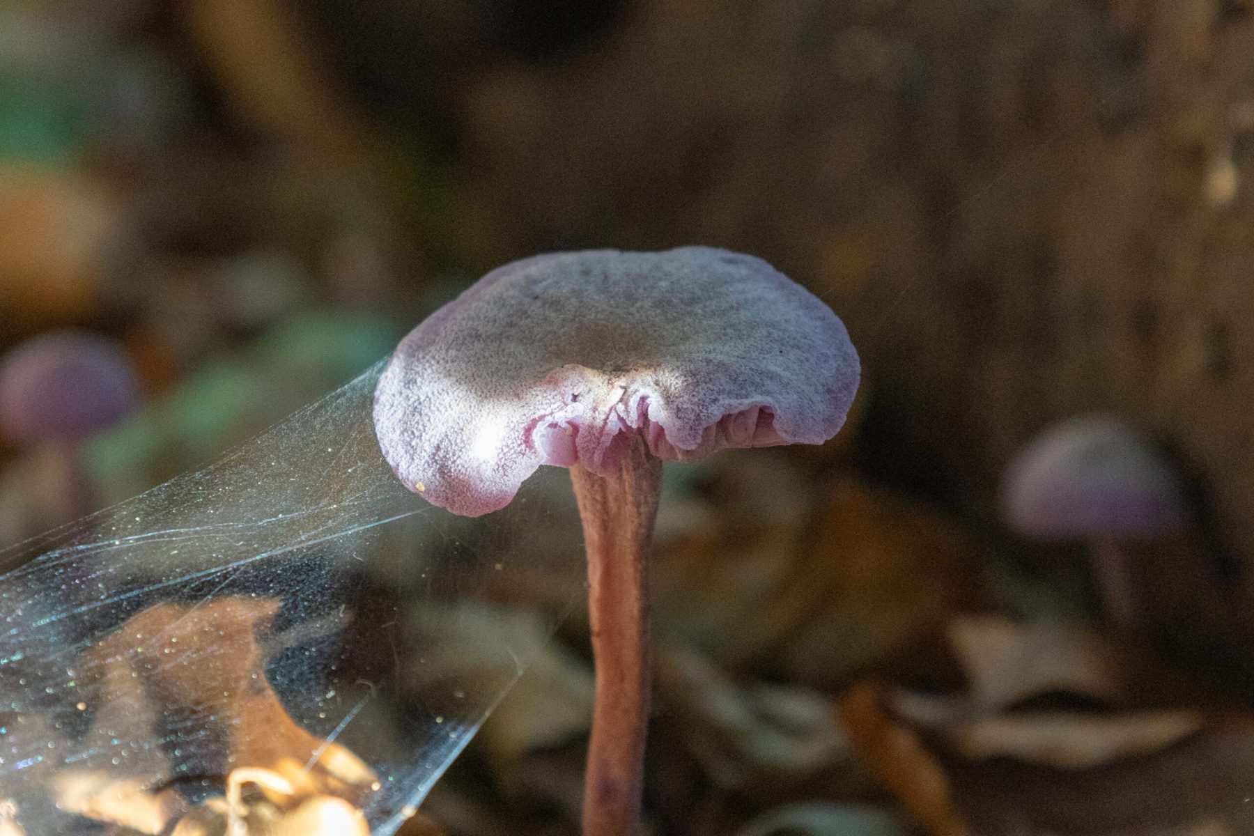 Ine 2023 10 18naamloos 35 scaled