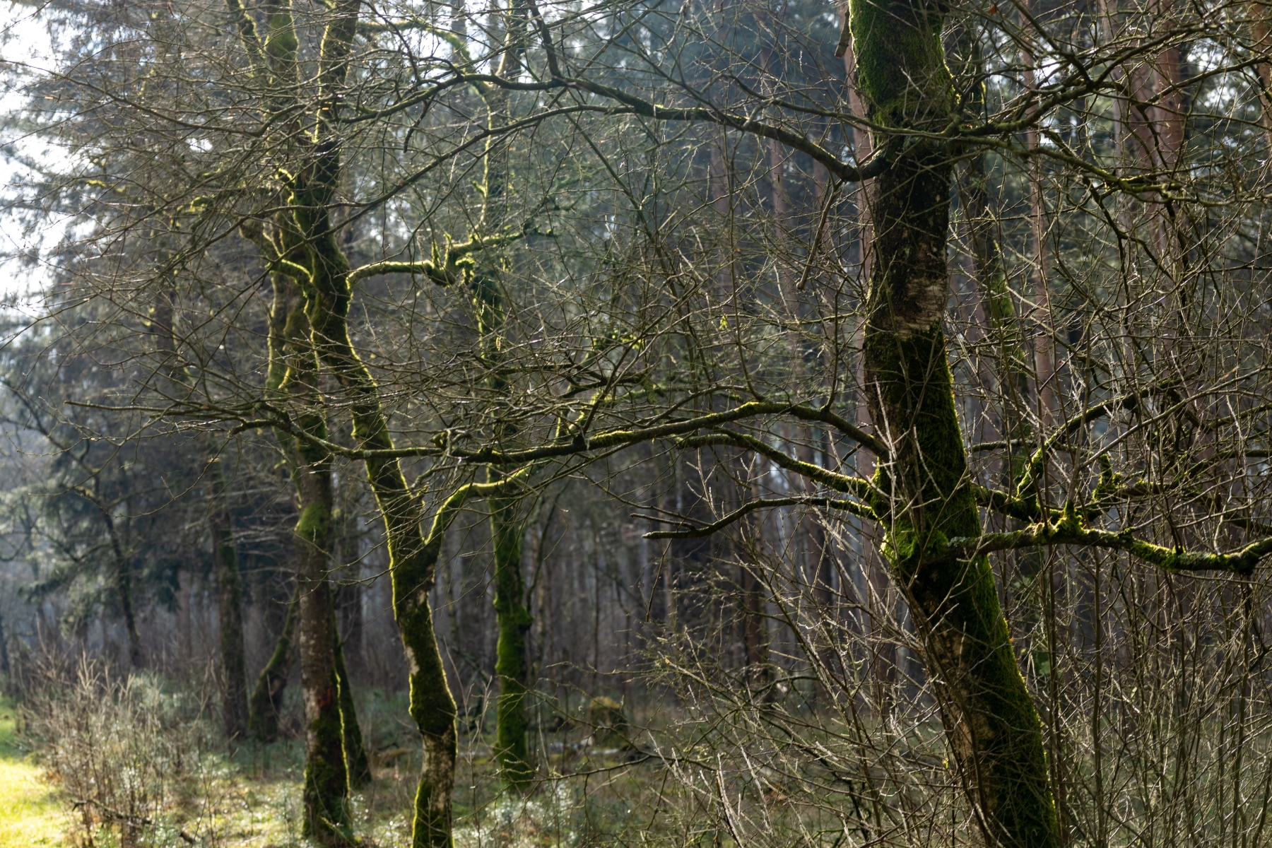 Ine 2024 02 25naamloos 17