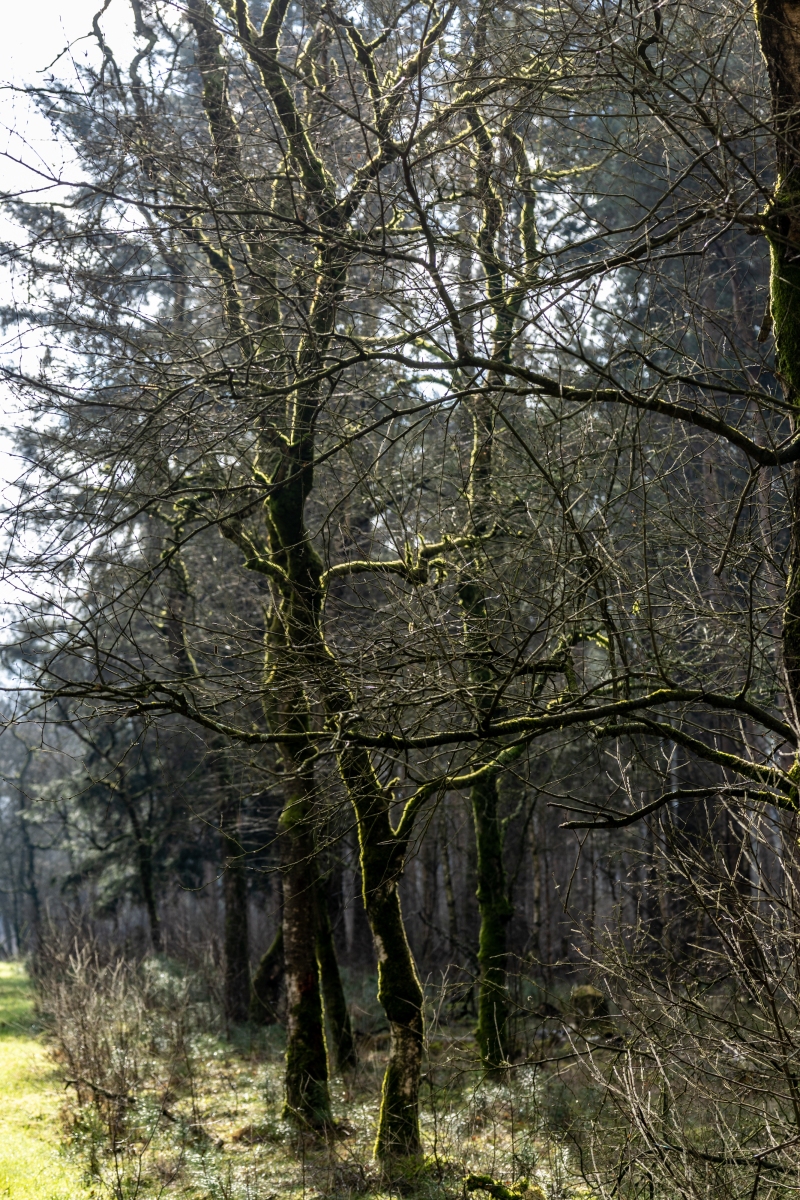 Ine 2024 02 25naamloos 73