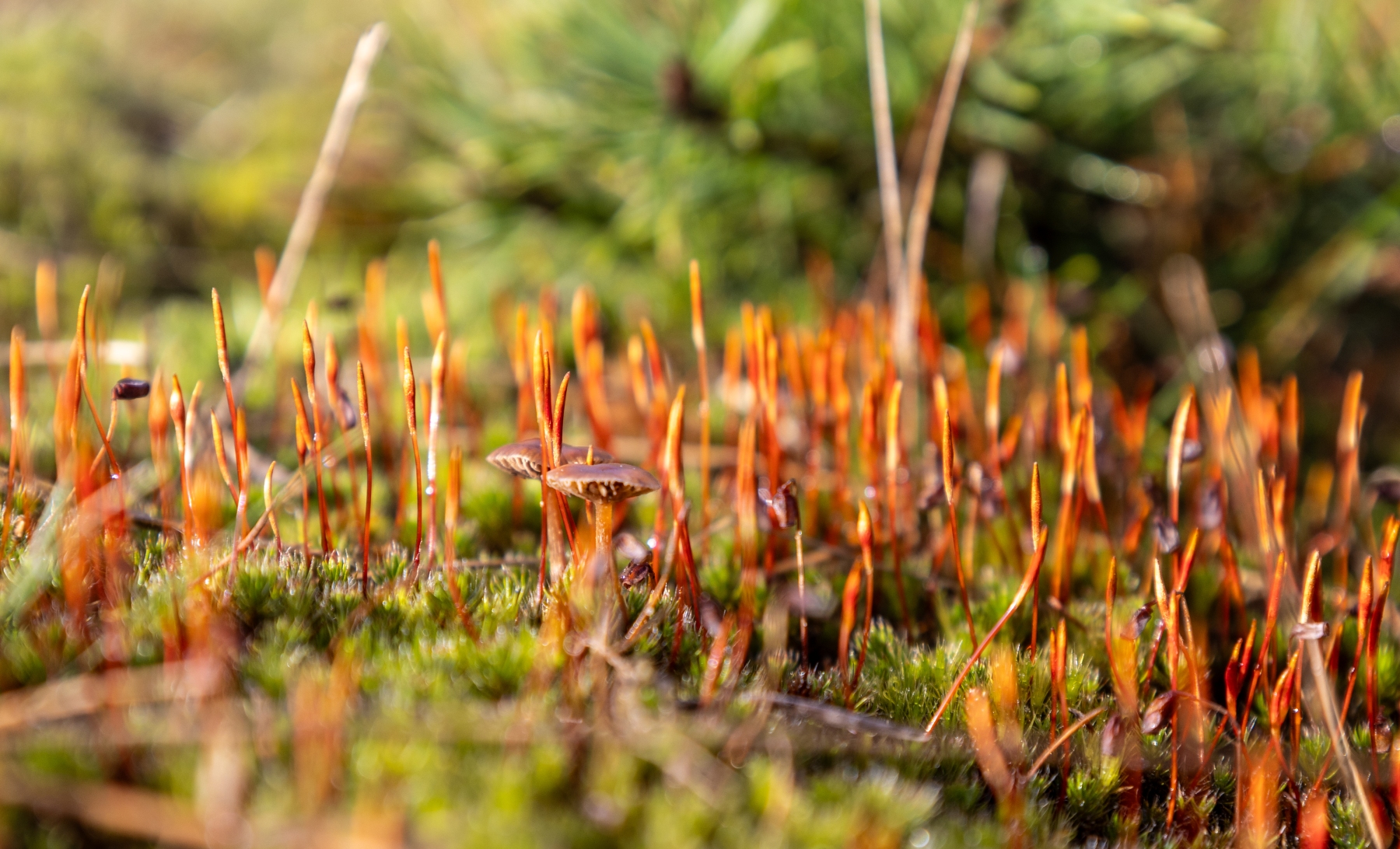 Ine 2024 02 25naamloos 76