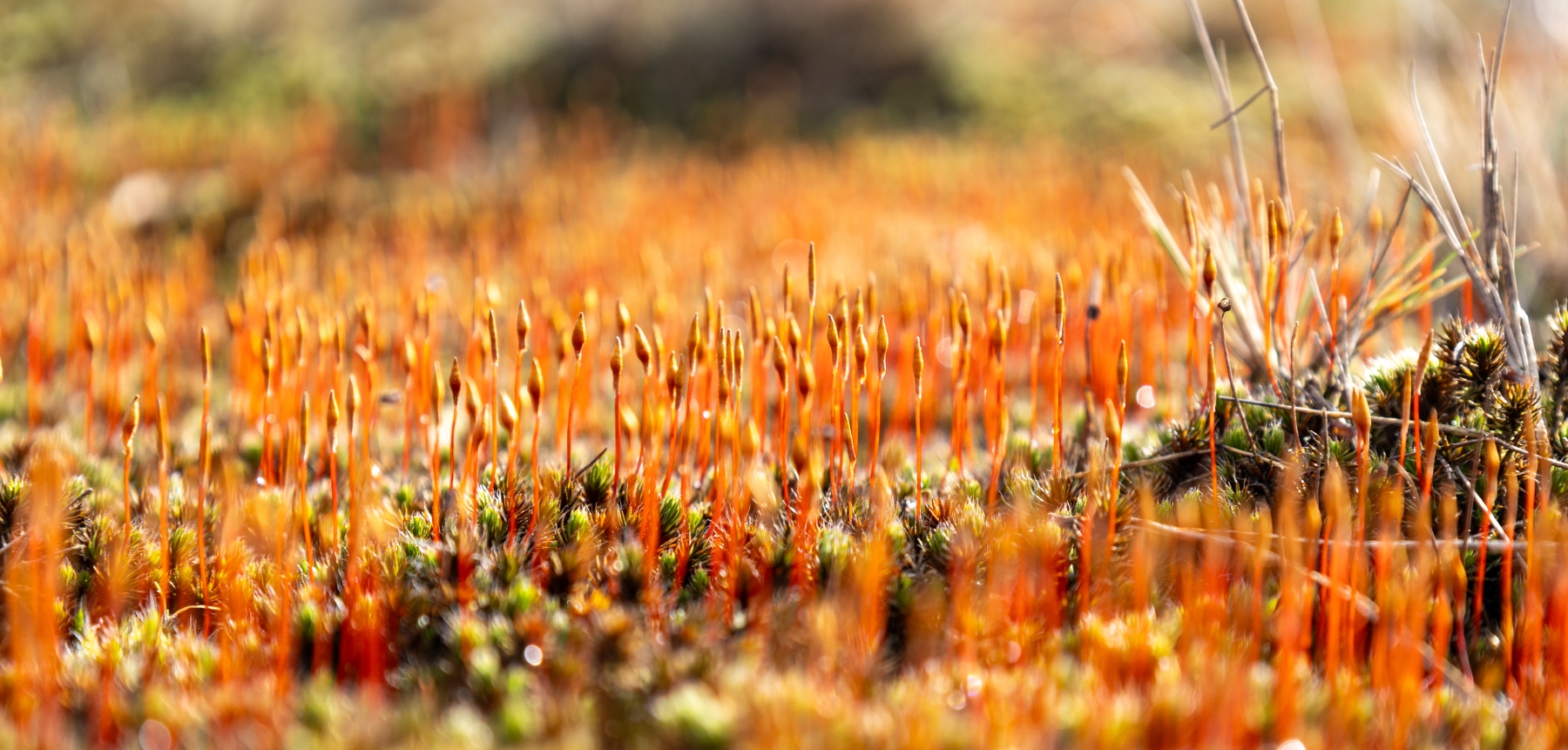 Ine 2024 02 25naamloos 77