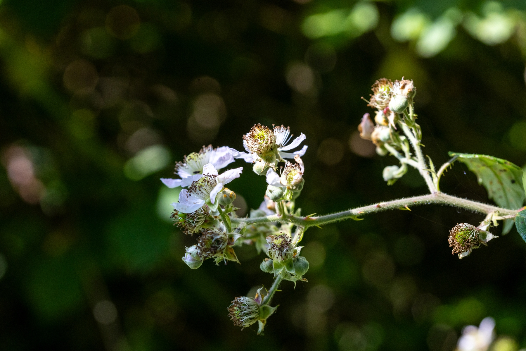 Ine 2024 06 23naamloos 14