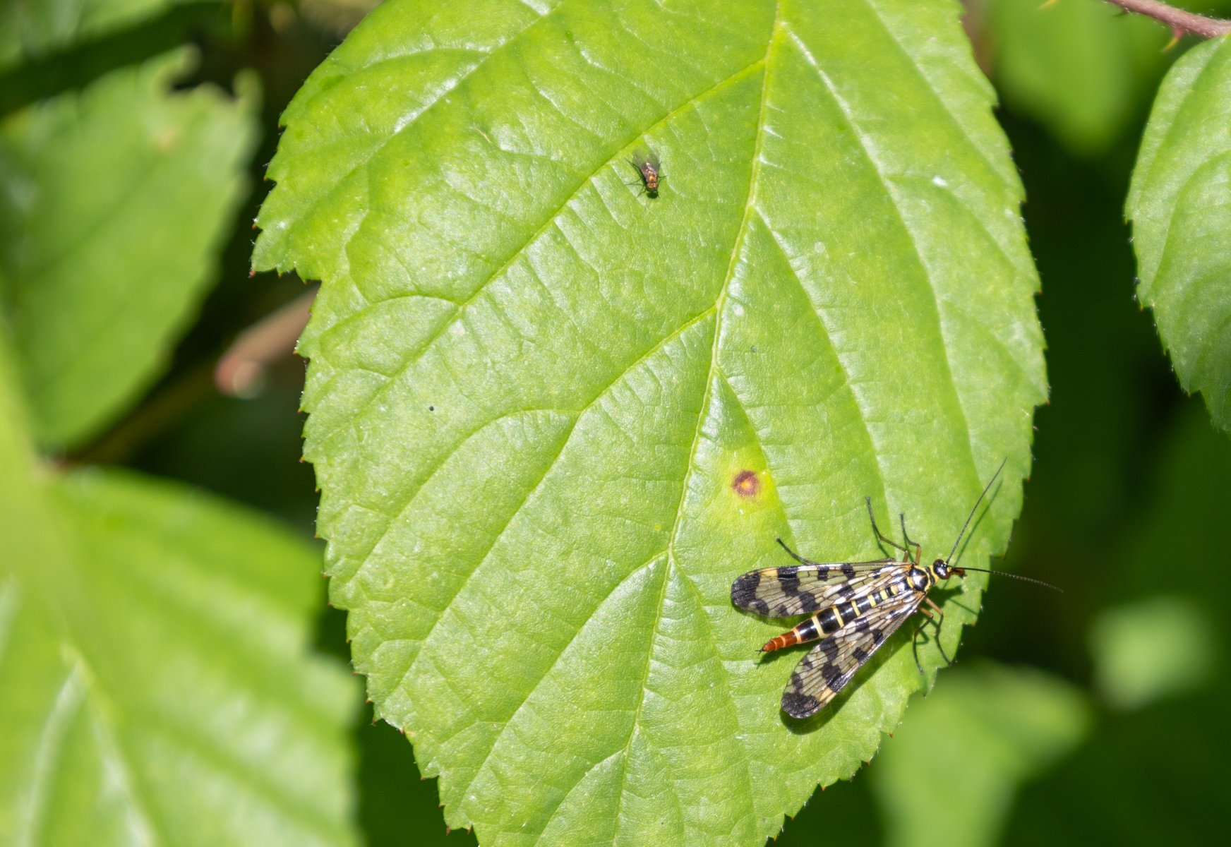 Ine 2024 06 23naamloos 17