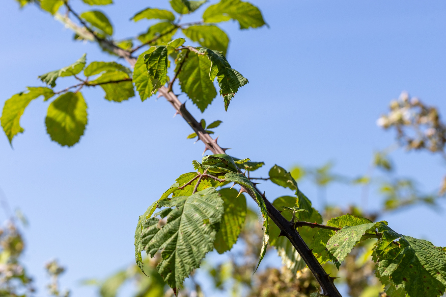 Ine 2024 06 23naamloos 3