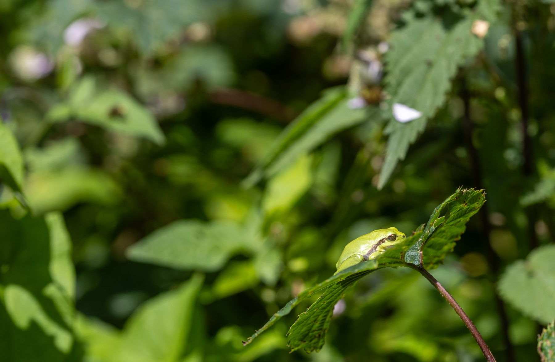 Ine 2024 06 23naamloos 44