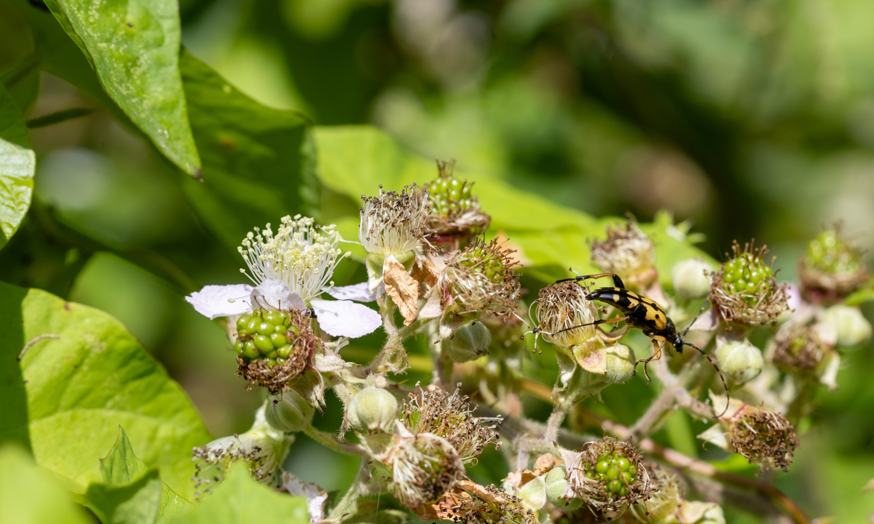 Ine 2024 06 23naamloos 49