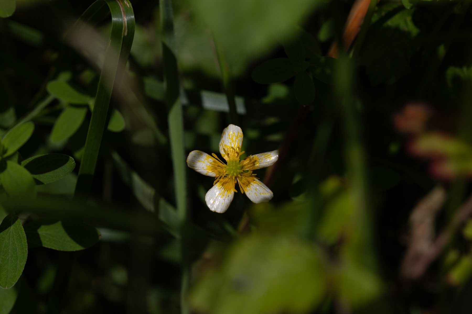 Ine 2024 06 23naamloos 53