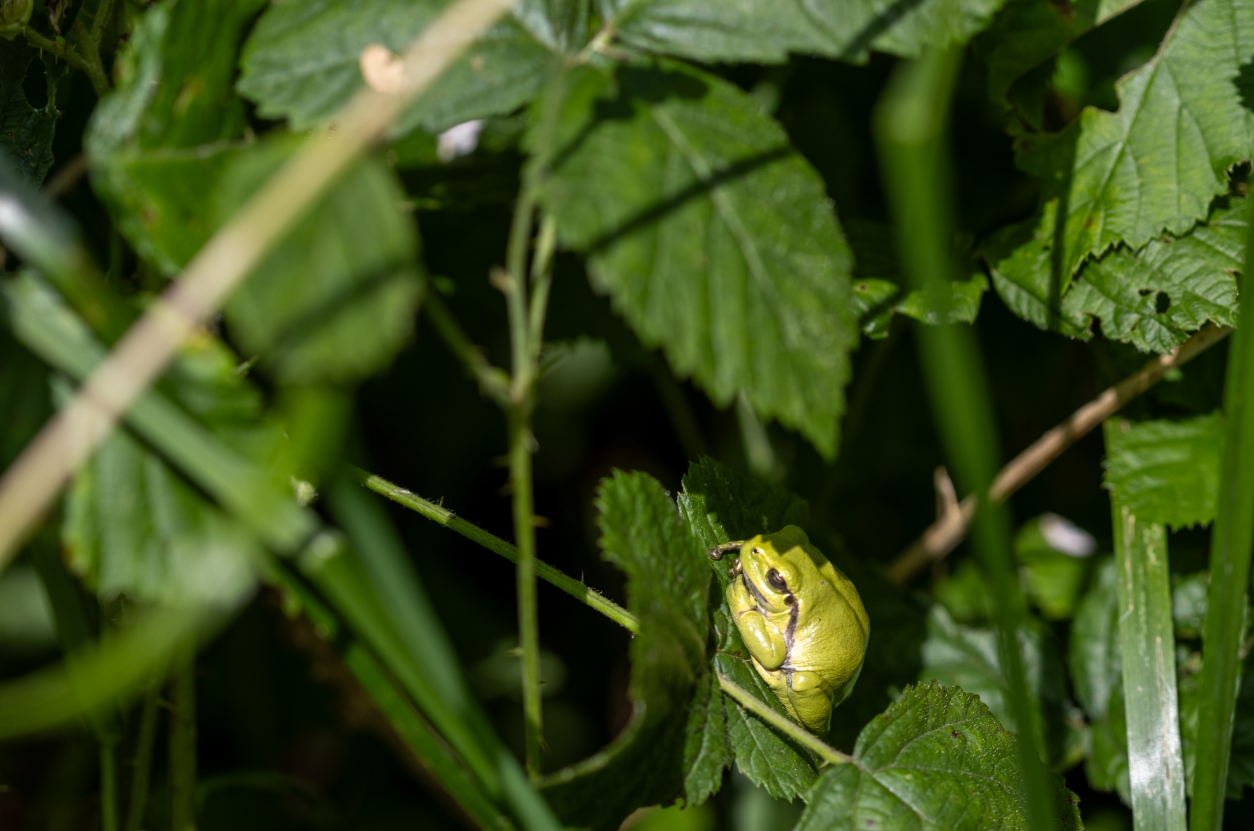 Ine 2024 06 23naamloos 69