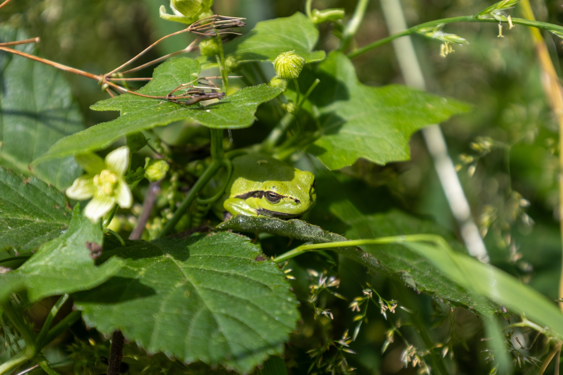 Ine 2024 06 23naamloos 95