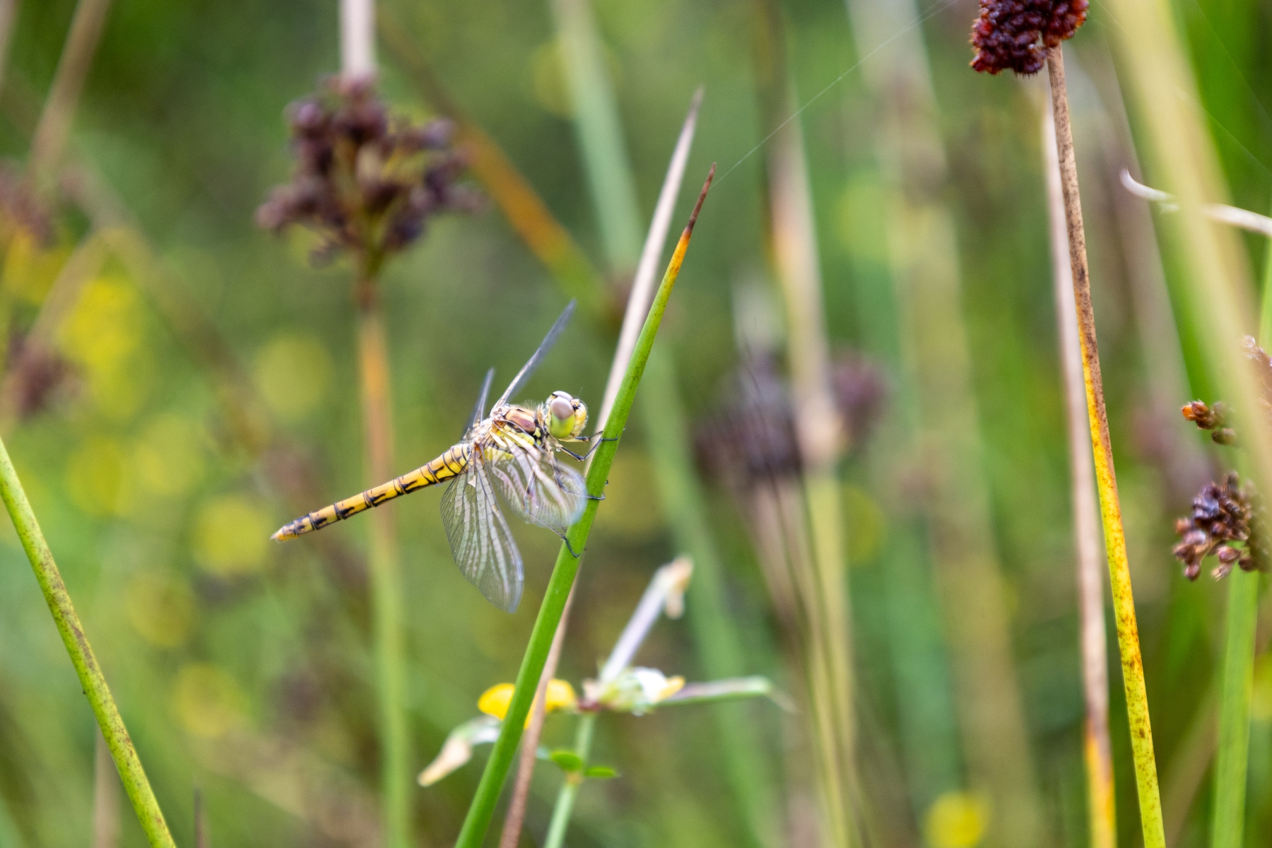 Ine 2024 07 21naamloos 14