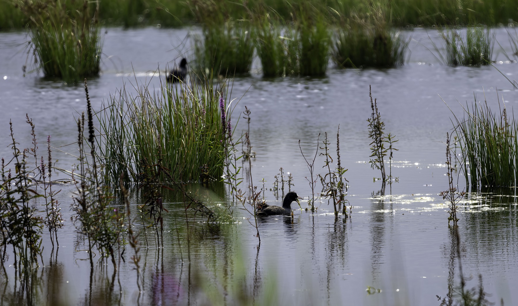 Ine 2024 07 21naamloos 2 bewerkt