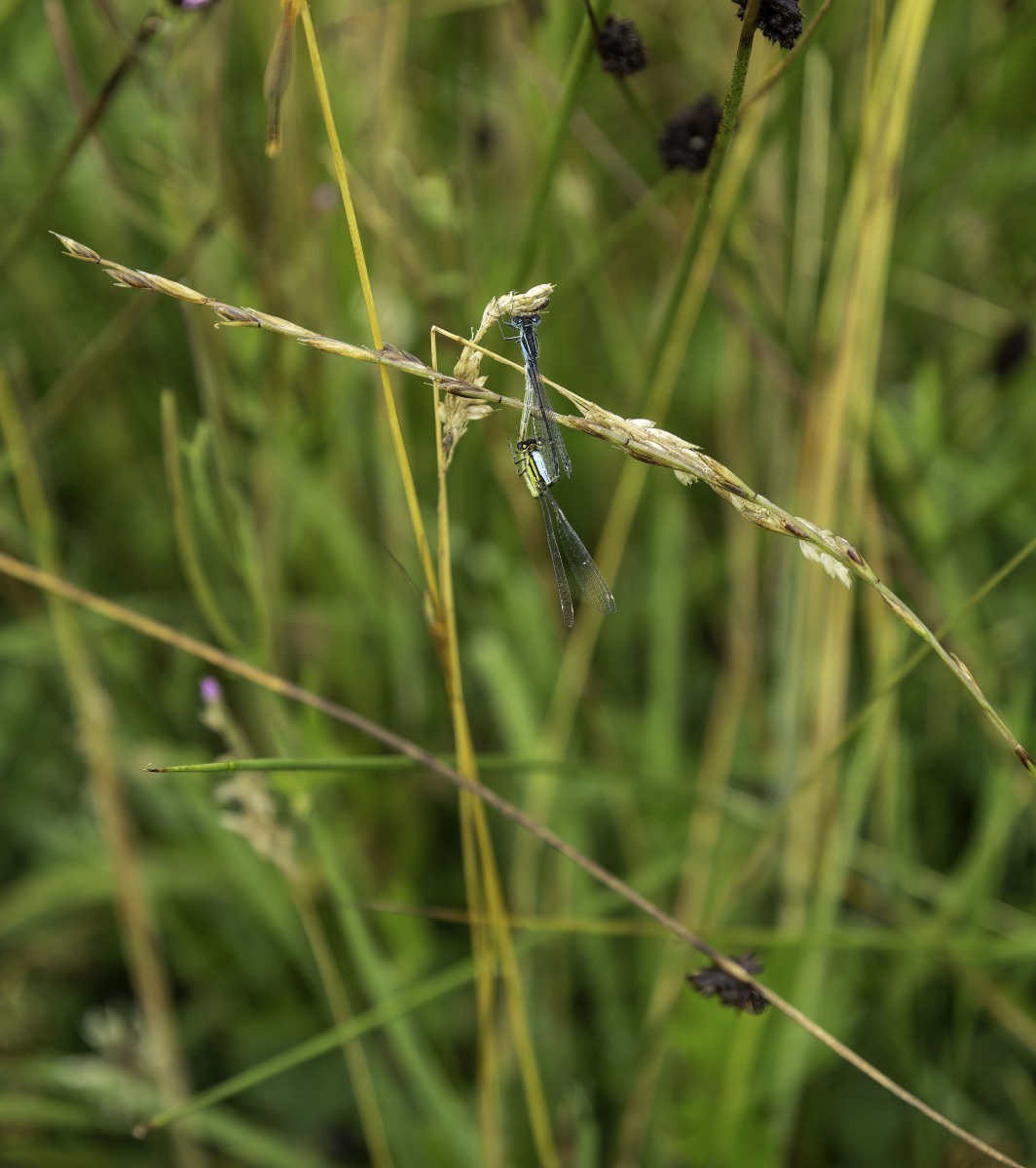 Ine 2024 07 21naamloos 36 bewerkt