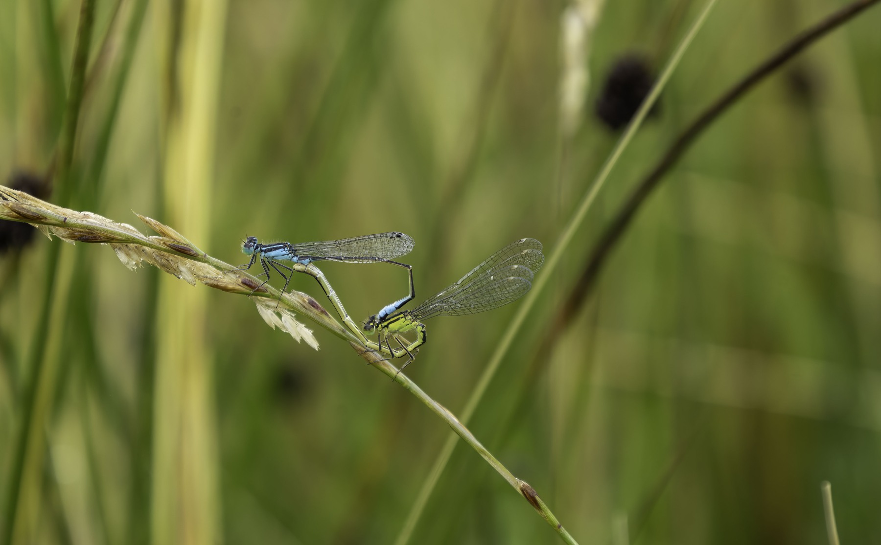 Ine 2024 07 21naamloos 45 bewerkt