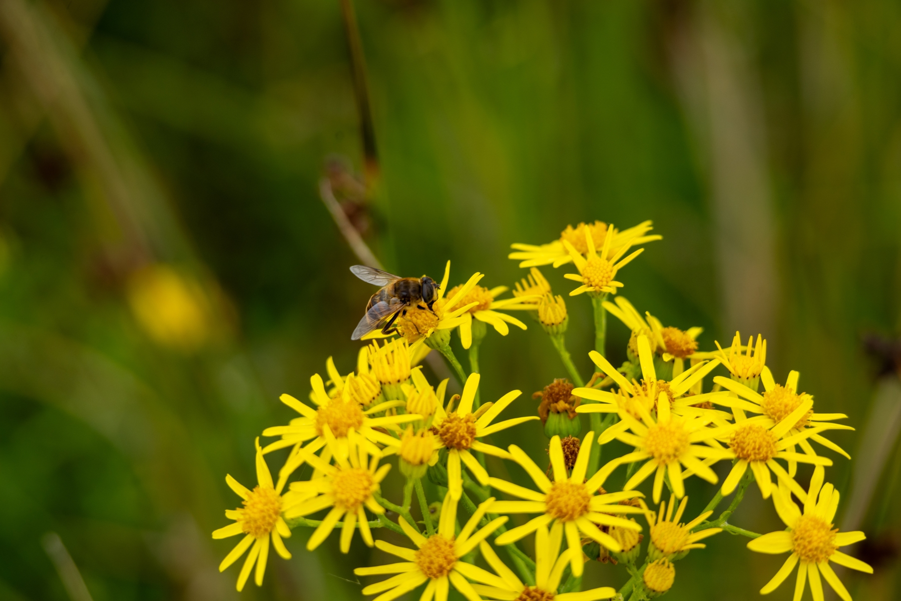 Ine 2024 07 21naamloos 46