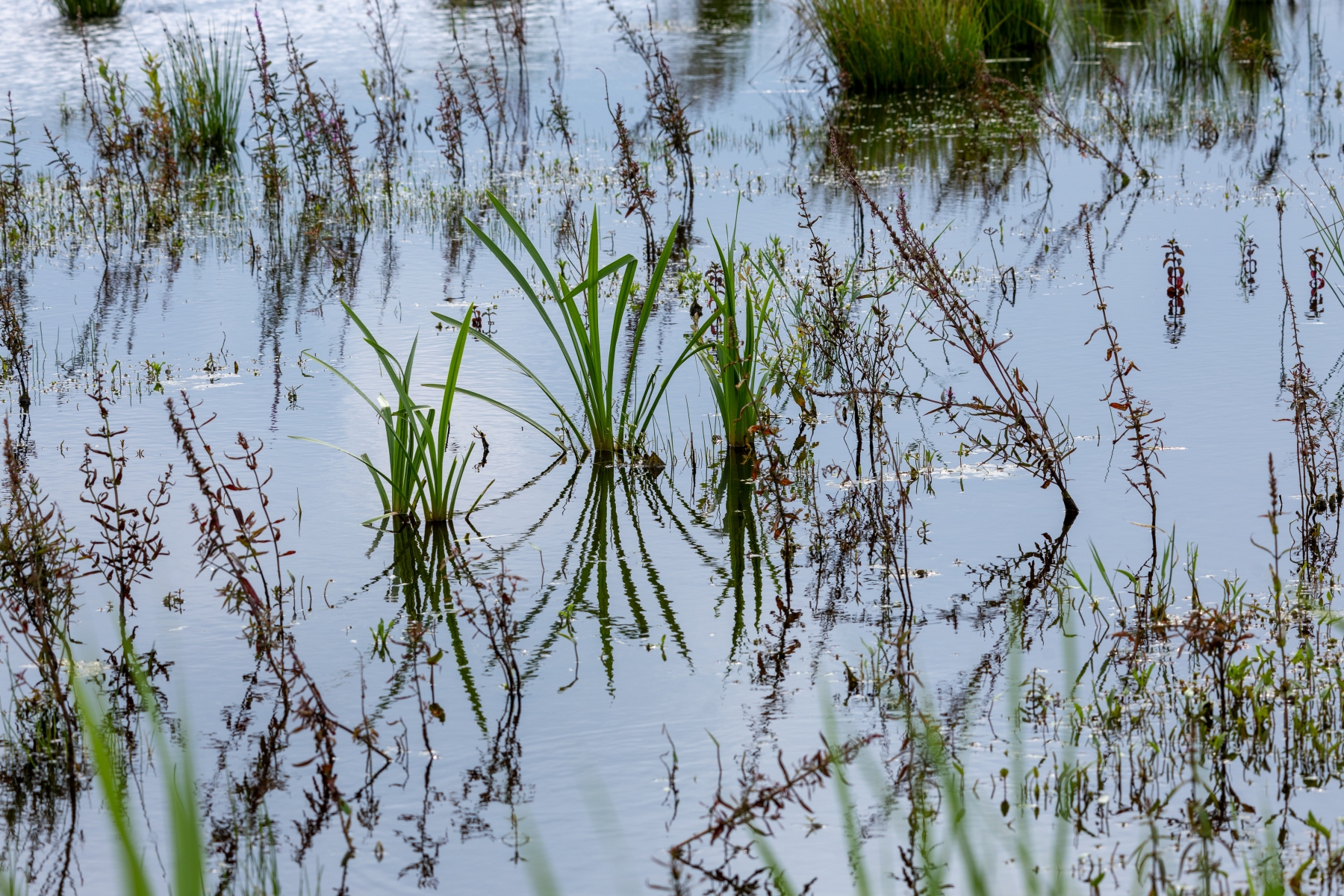 Ine 2024 07 21naamloos 72