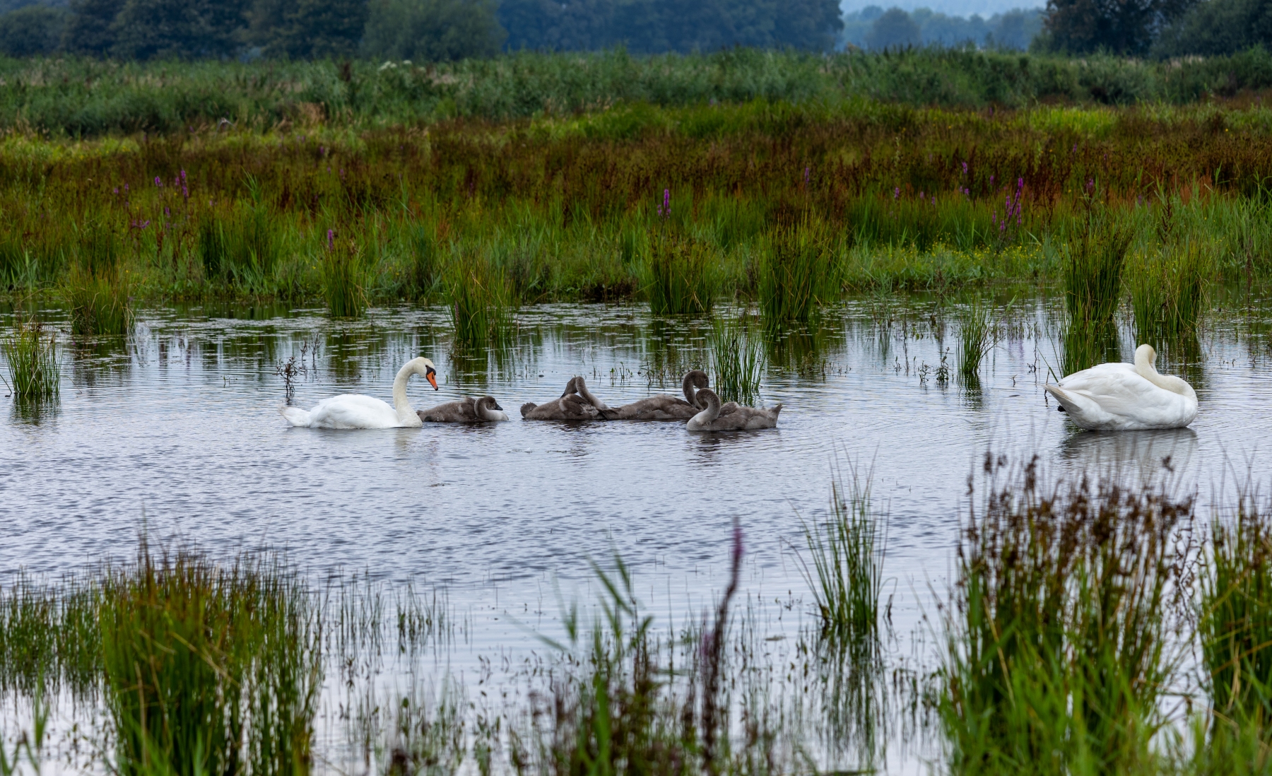 Ine 2024 07 21naamloos 87