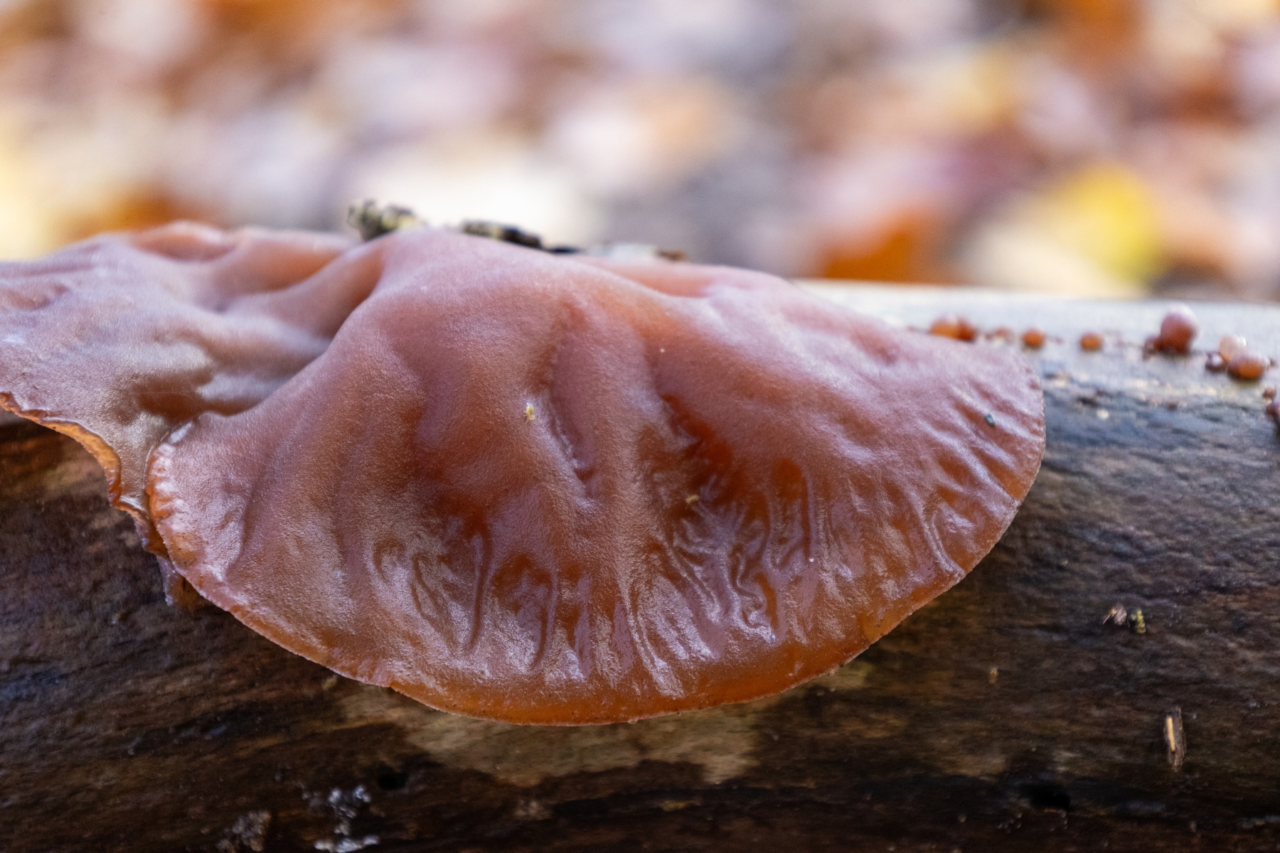 Ine 2024 11 17naamloos 142