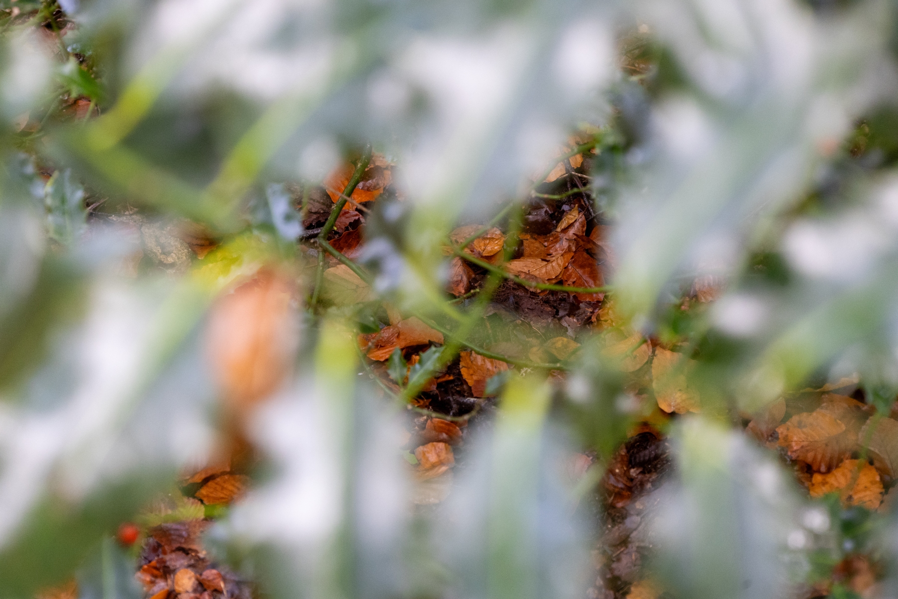 Ine 2024 11 17naamloos 15