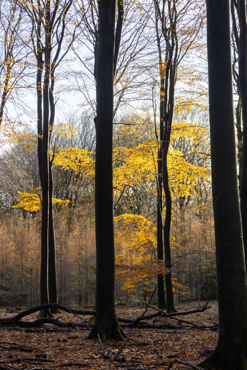 Ine 2024 11 17naamloos 153