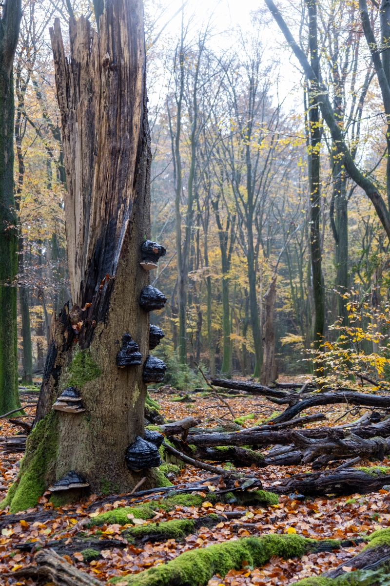 Ine 2024 11 17naamloos 28