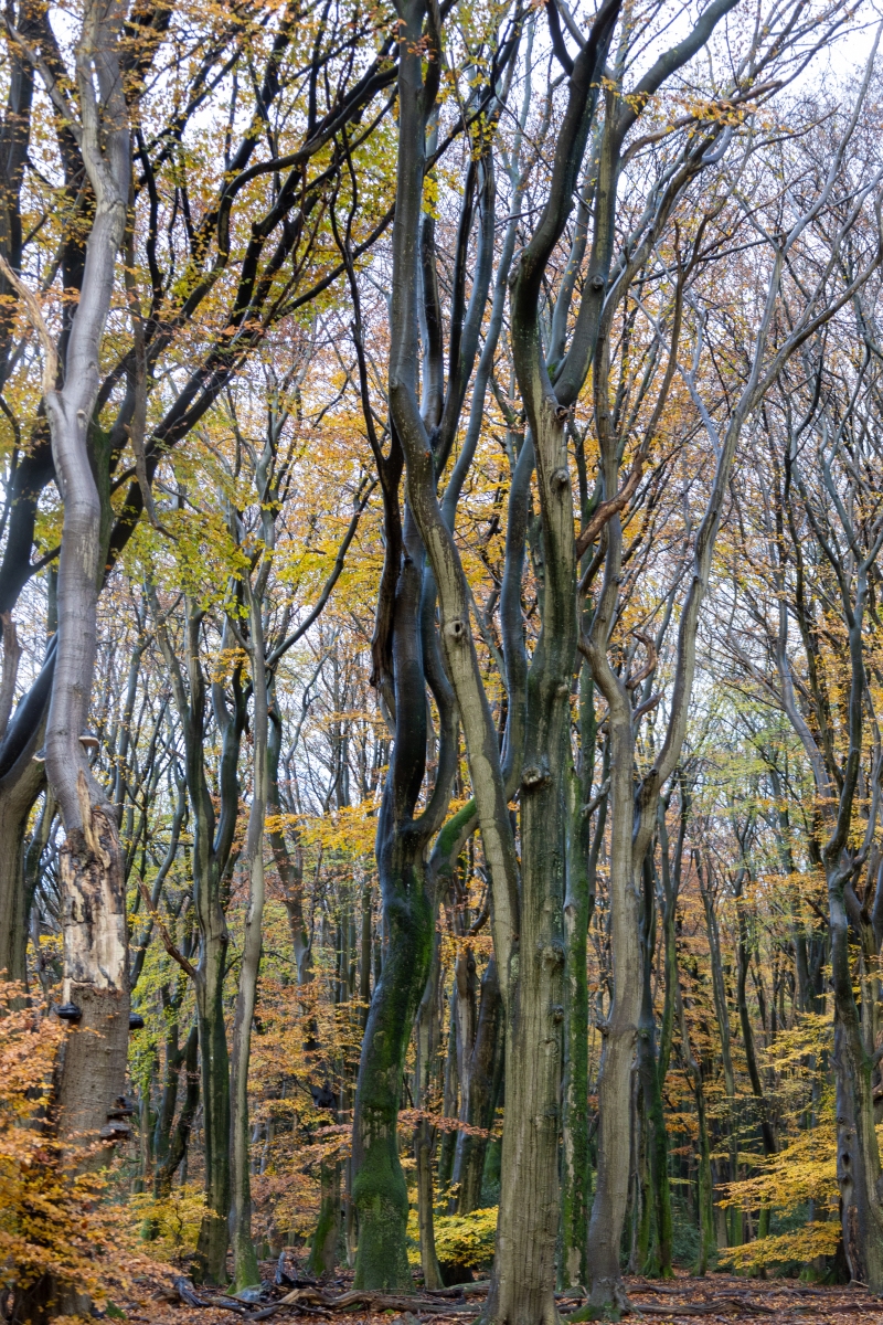 Ine 2024 11 17naamloos 53