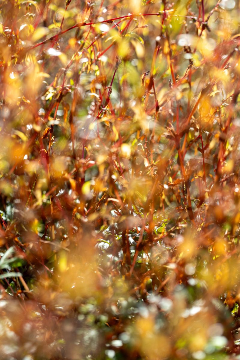 Ine 2025 09 28naamloos 114 scaled