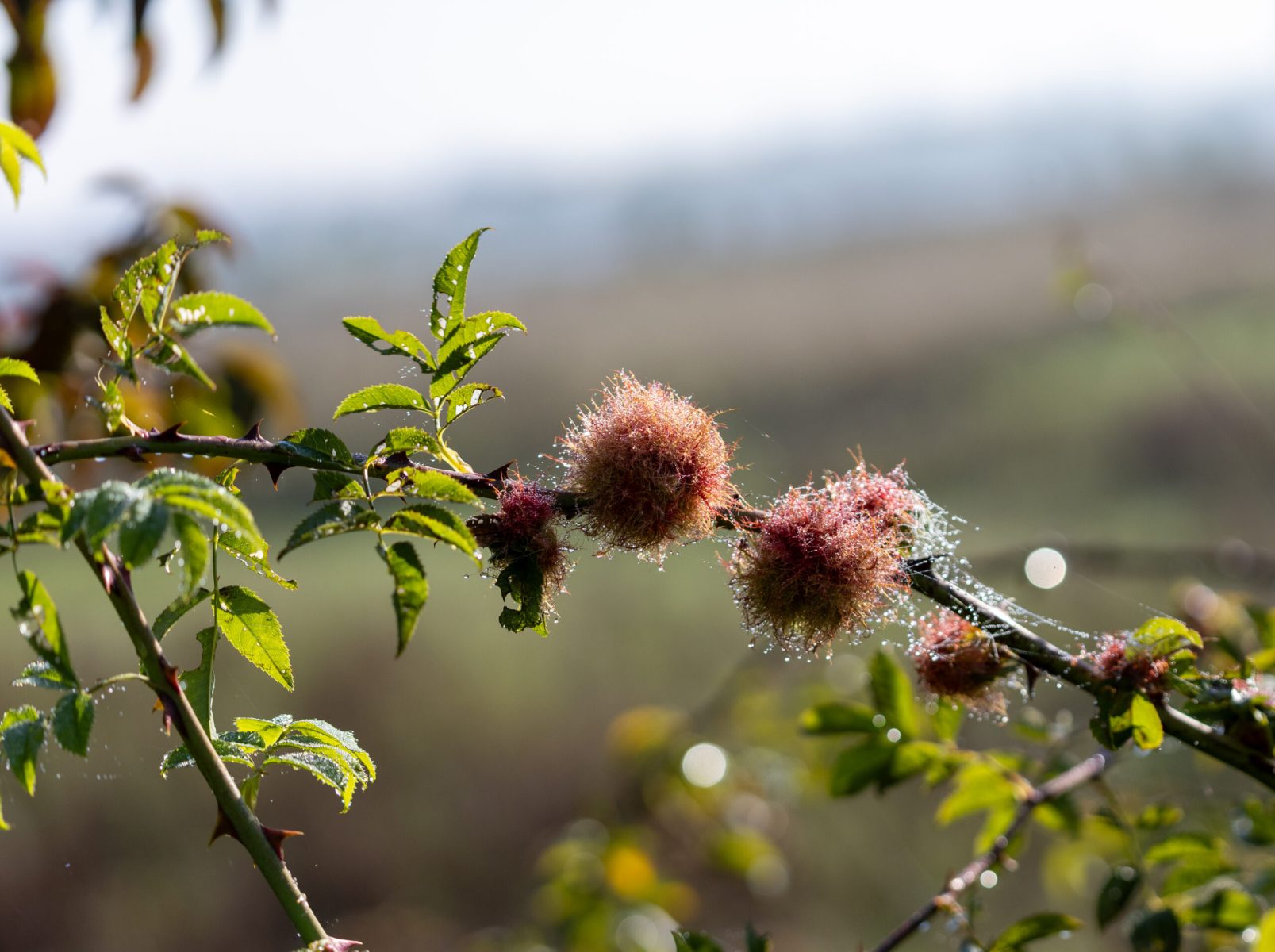 Ine 2025 09 28naamloos 14 scaled