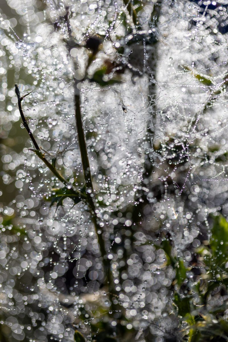 Ine 2025 09 28naamloos 5 scaled