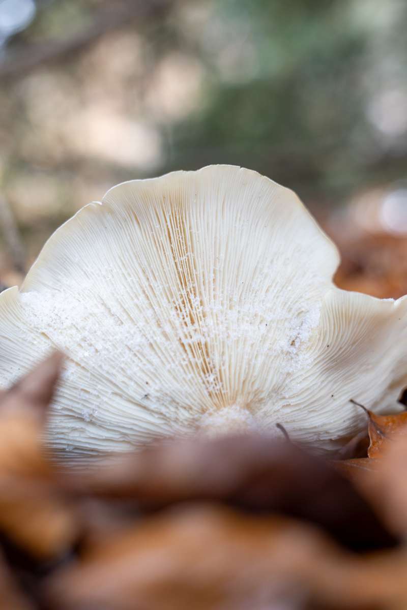 Ine 2025 11 23naamloos 109