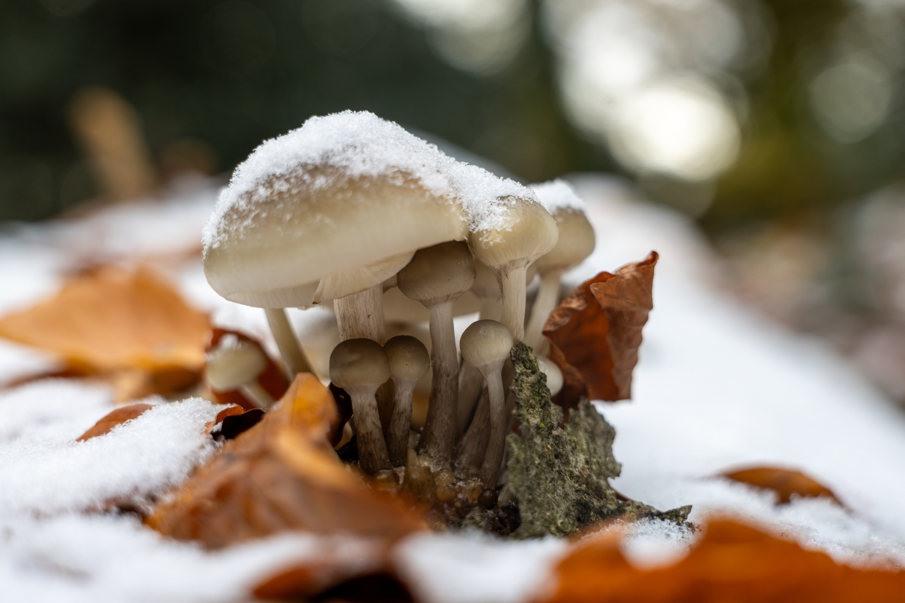 Ine 2025 11 23naamloos 115