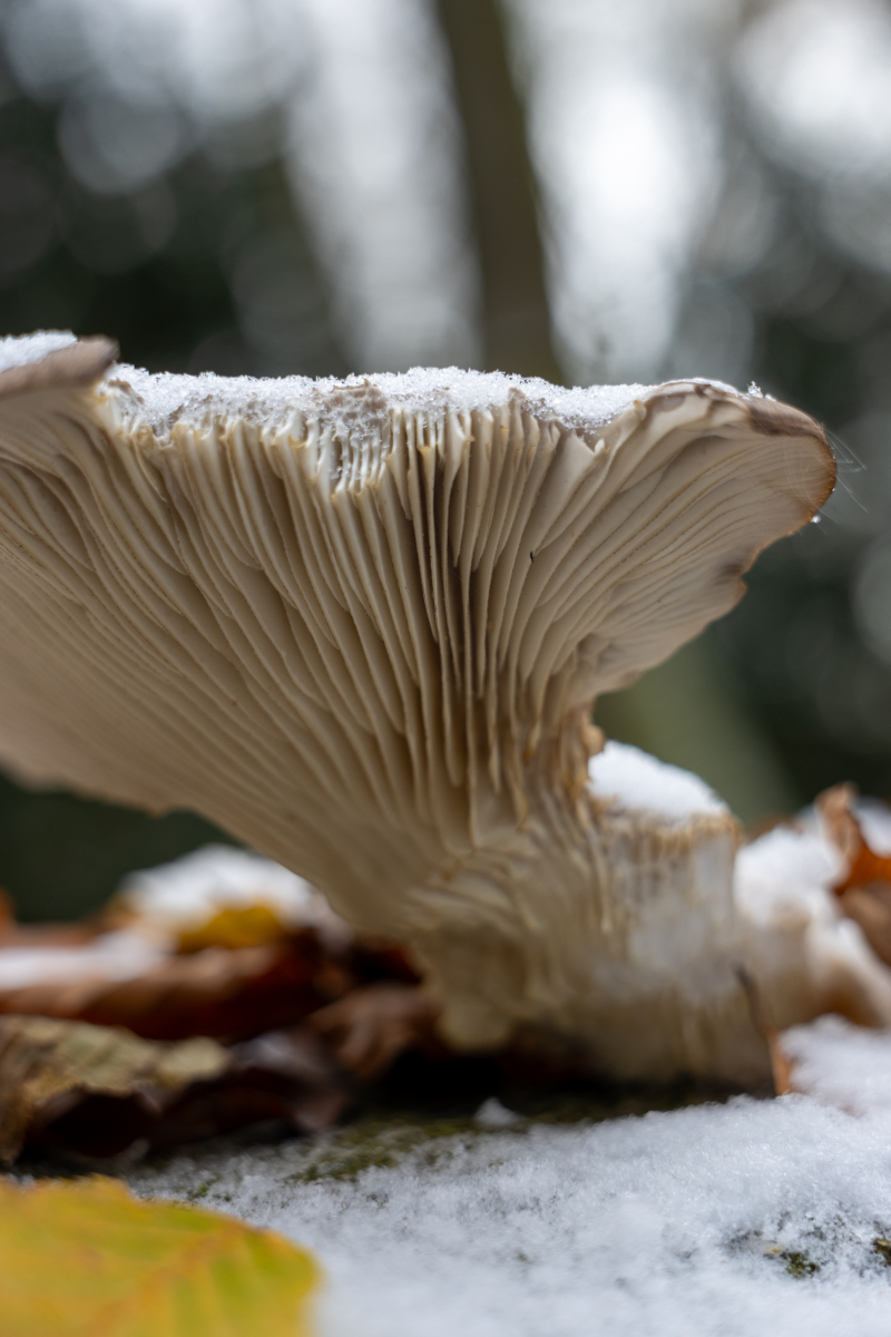 Ine 2025 11 23naamloos 117