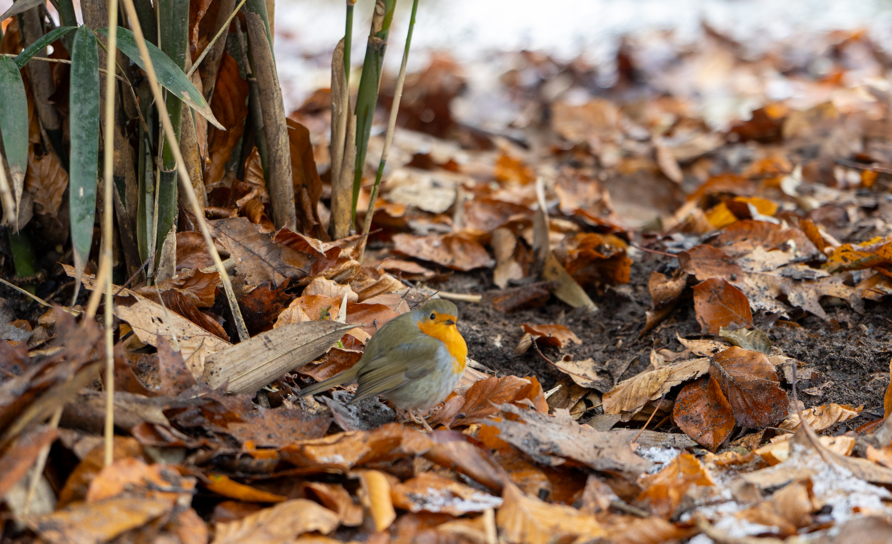 Ine 2025 11 23naamloos 28