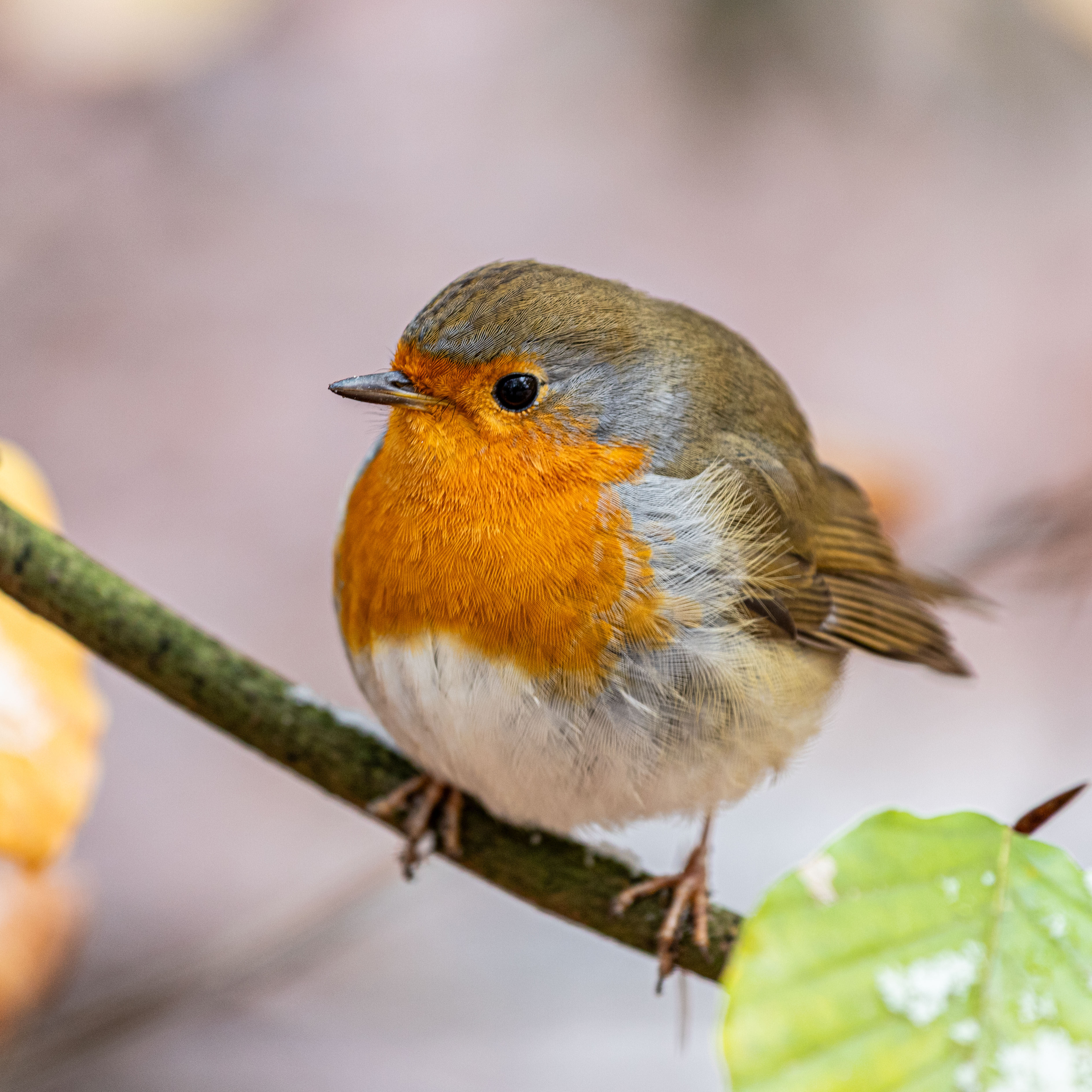 Robin 2, Hemelse Berg, Oosterbeek november 2025