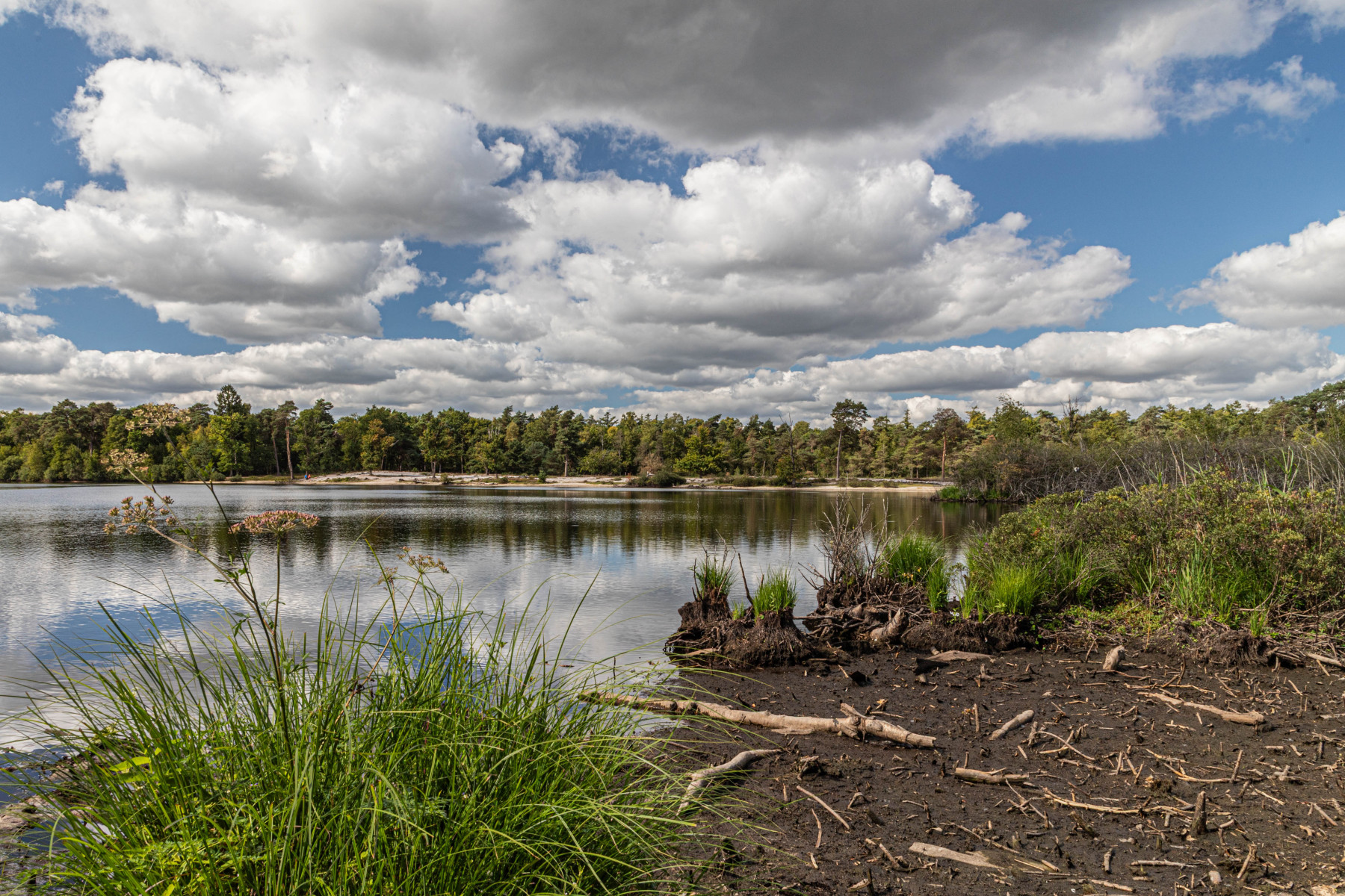 Belversven, Oisterwijk, augustus 2025